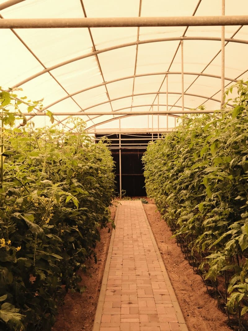 A greenhouse interior with rows of green plants and a pathway leading to a dark entrance.