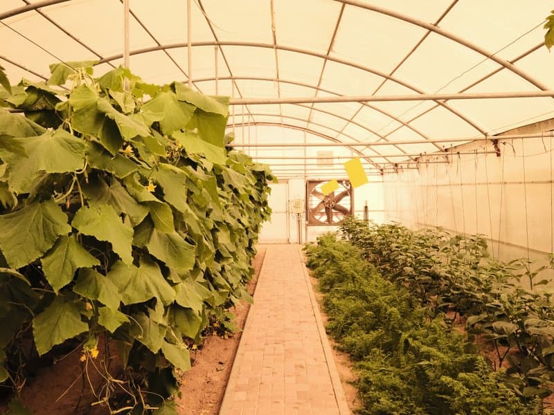 Interior of a greenhouse with rows of plants and a pathway in between.