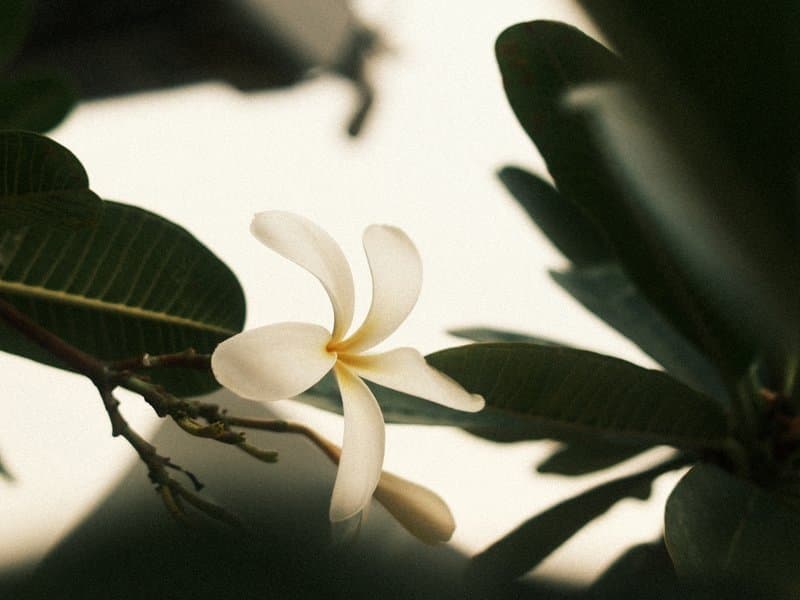 Close-up of a white flower with yellow accents surrounded by green leaves.