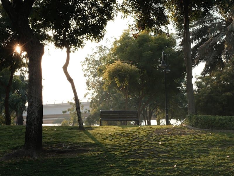 A serene park scene with trees and soft sunlight filtering through the leaves.