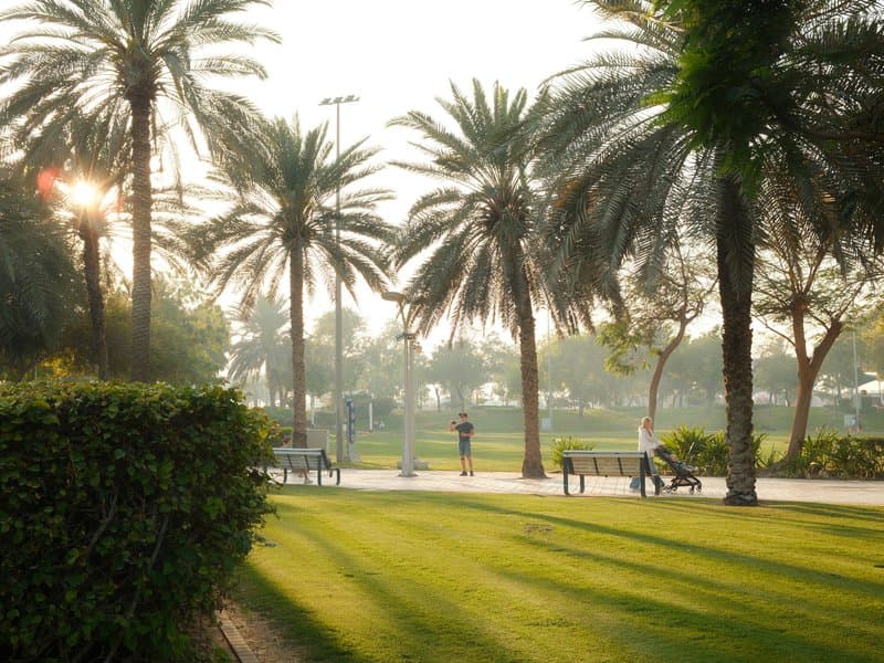 A sunlit park scene with palm trees casting long shadows on the grass.