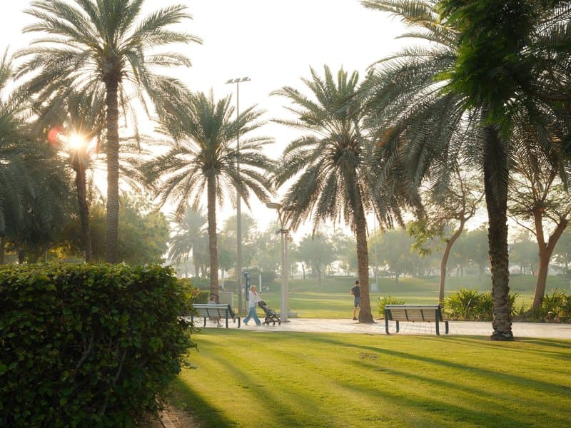 A serene park scene with palm trees, soft sunlight filtering through, and a green lawn.