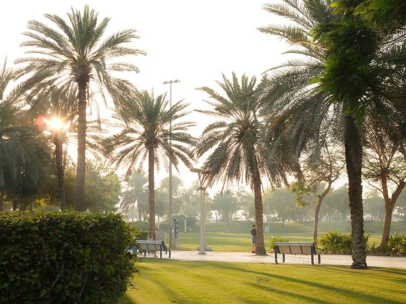 Sunlight filtering through palm trees in a park setting with green grass.