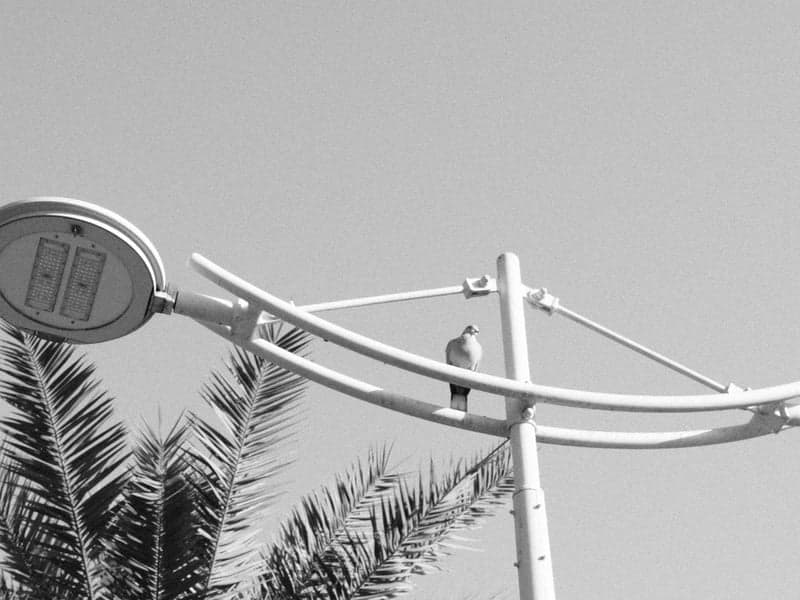 A black and white photo of a street lamp with a bird perched on it, surrounded by palm trees.