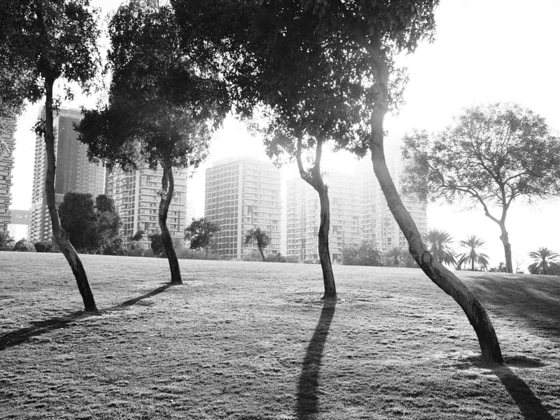 Silhouetted trees casting long shadows on grass with buildings in the background during sunset.