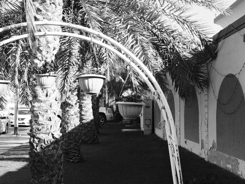 Black and white image of palm trees lining a walkway with decorative arches and street lamps.
