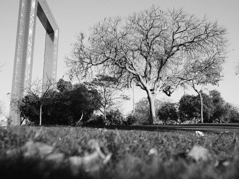 A black and white photo of a bare tree beside a large frame structure in a park.