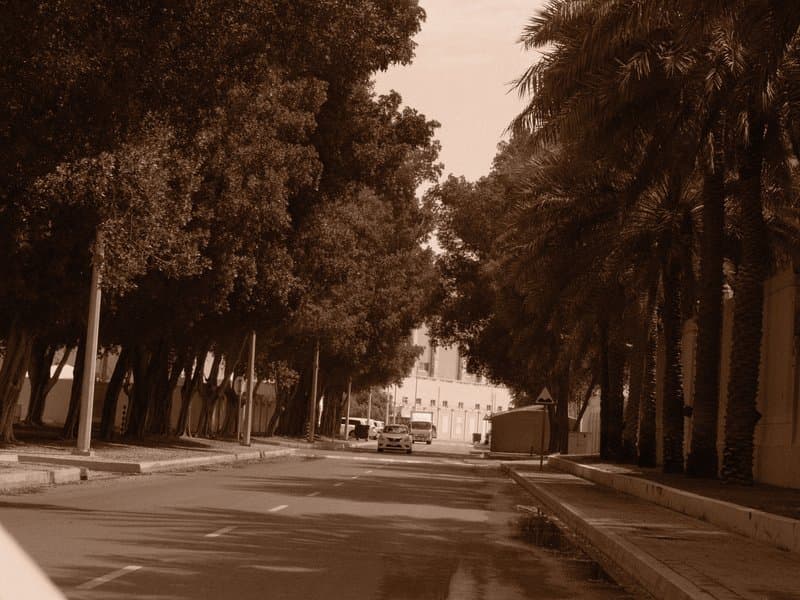 A sepia-toned street lined with trees leading to a distant building.