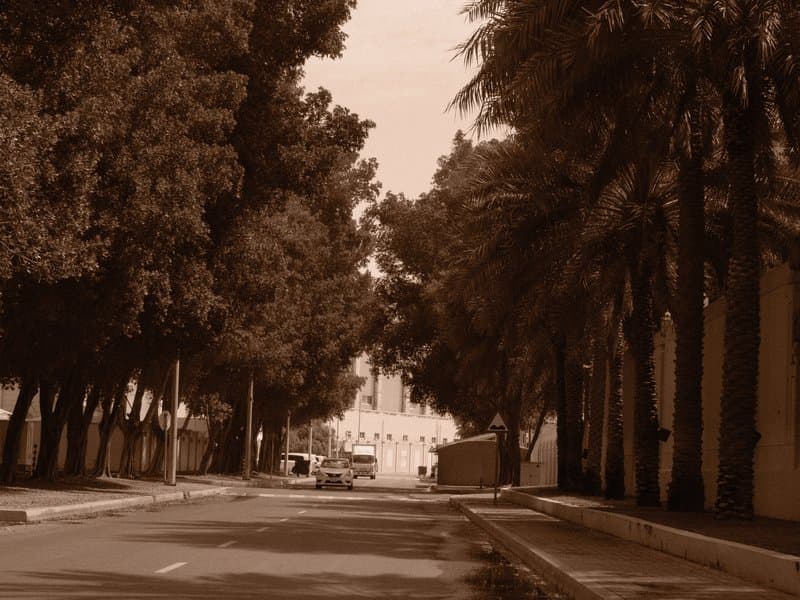 A tree-lined street leading to a distant building, captured in sepia tones.