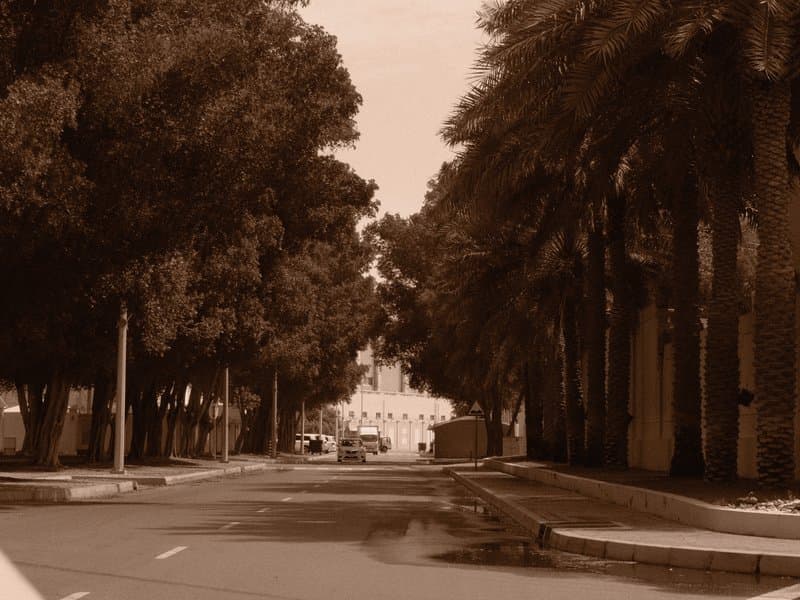 A quiet street lined with tall trees, leading to a distant building under a sepia tone.