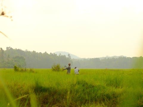 Two people standing in a green rice field with mountains in the background under a bright sky.