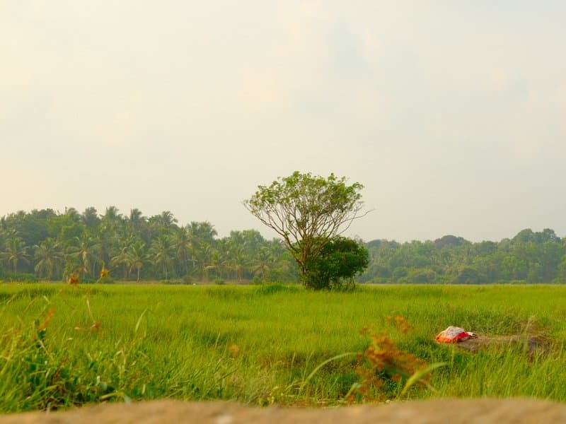 A solitary tree stands in a lush green rice field under a pale sky.