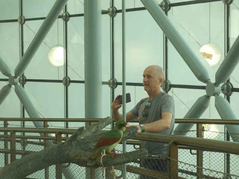 A person taking a photo of a colorful bird in a modern indoor setting with large glass windows.