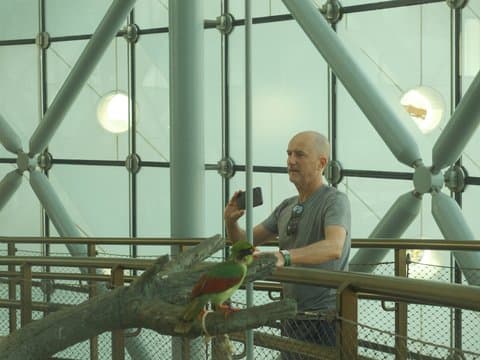 A person taking a photo of a colorful bird in a modern indoor setting with large glass windows.