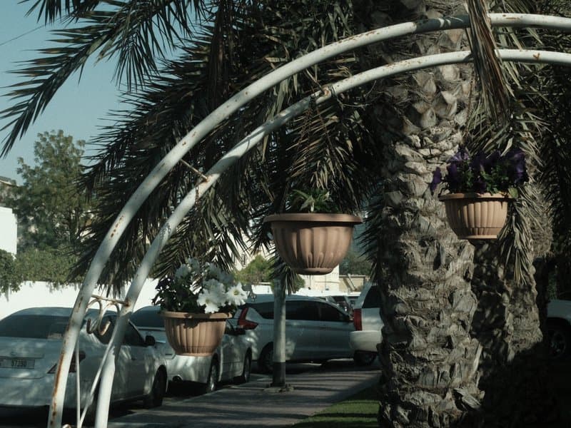 Palm trees and hanging flower pots along a street with parked cars in the background.