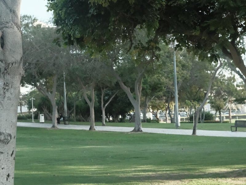 A park scene with trees lining a pathway, green grass, and a few benches in the background.