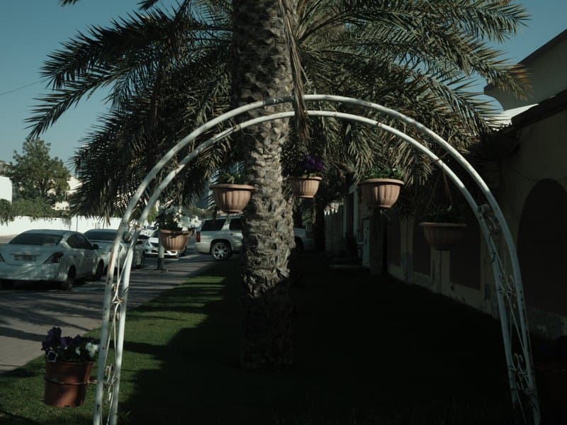 A palm tree archway with hanging pots in a suburban setting, cars parked along the street.