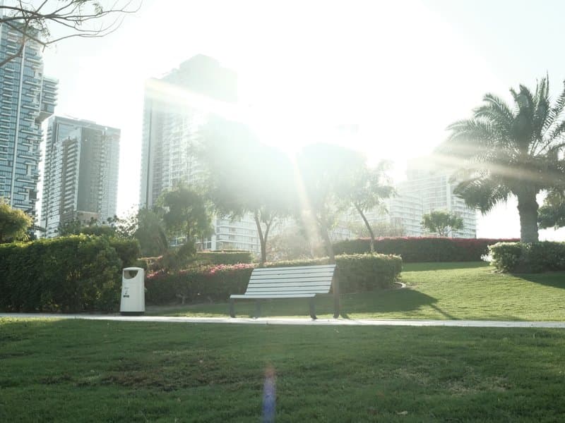 A sunlit park scene with a bench, palm trees, and tall buildings in the background.
