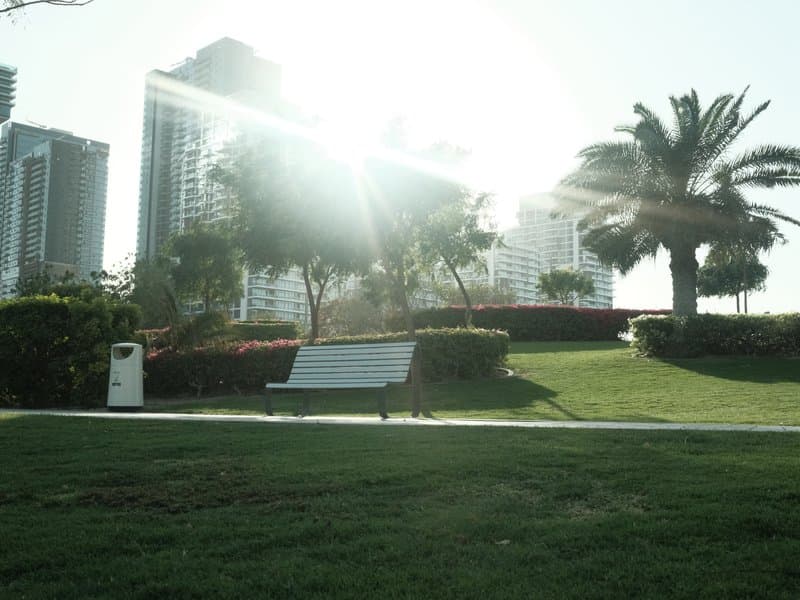 A sunlit park scene with a bench, palm trees, and skyscrapers in the background.