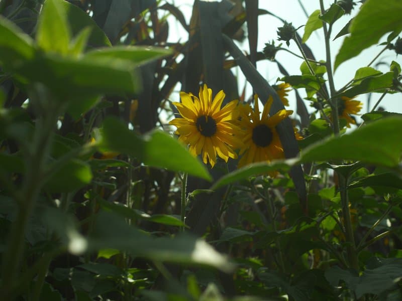 Sunflowers partially obscured by green leaves in a garden setting.