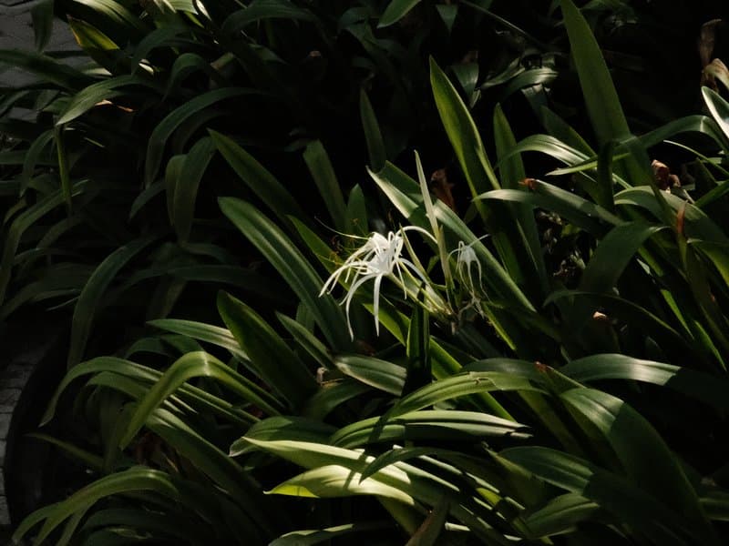 A single white flower stands out among dark green leaves in a shadowy setting.