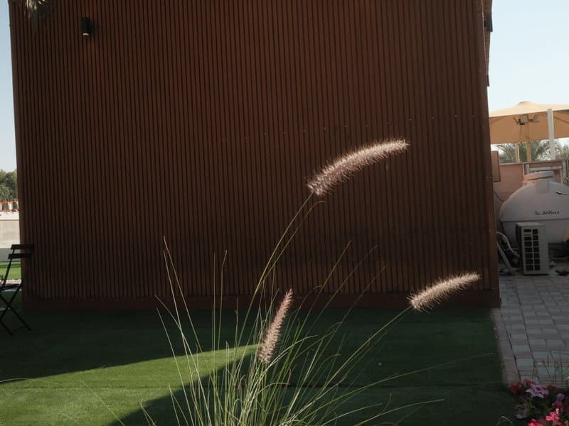 A close-up of grass-like plants in front of a textured brown wall, with a sunny outdoor setting.