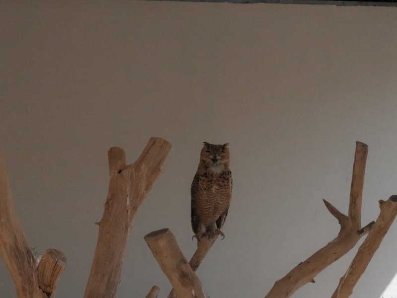 An owl perched on a branch against a plain wall background.