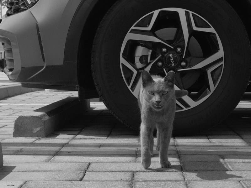 A small gray dog standing on a cobblestone surface in front of a car wheel.