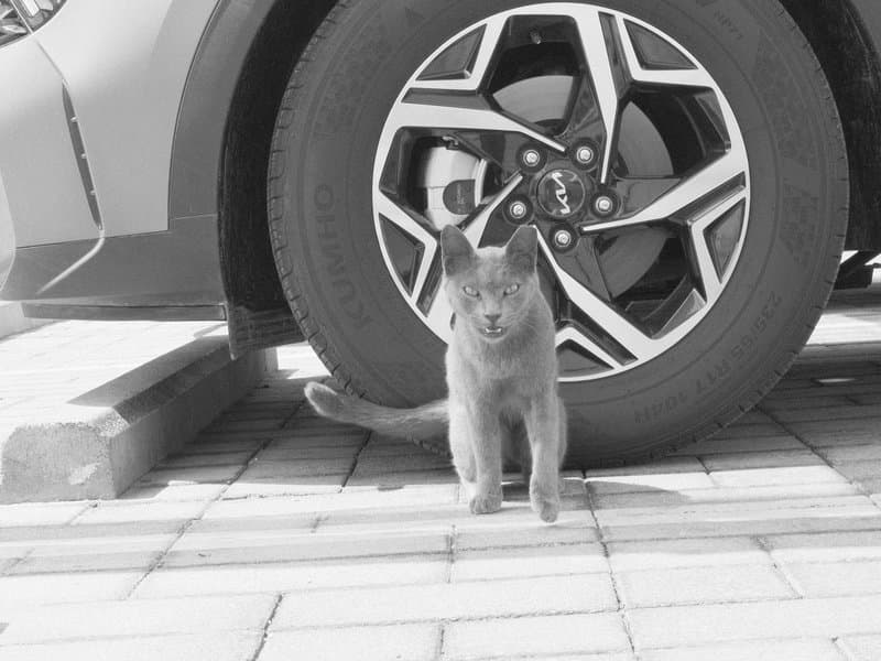 A gray cat standing near a car tire on a paved surface.