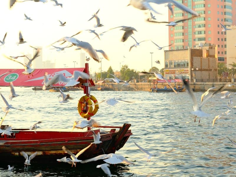 A traditional boat on water surrounded by flying seagulls with a city skyline in the background.