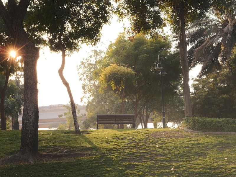A serene park scene with trees, a bench, and soft sunlight filtering through the leaves.