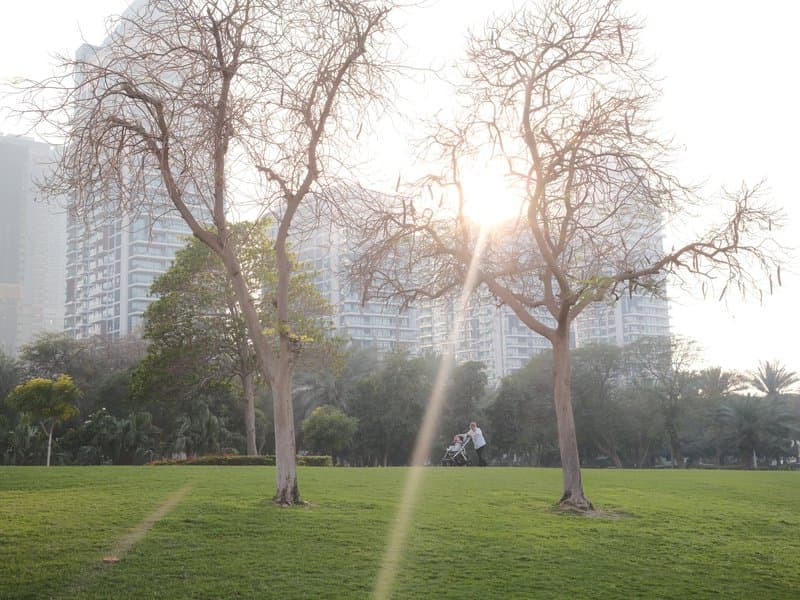 Two bare trees in a park with sunlight shining through, surrounded by tall buildings.