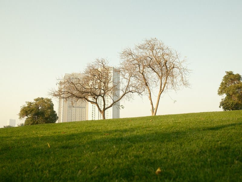 A grassy hill with bare trees against a clear sky and modern buildings in the background.