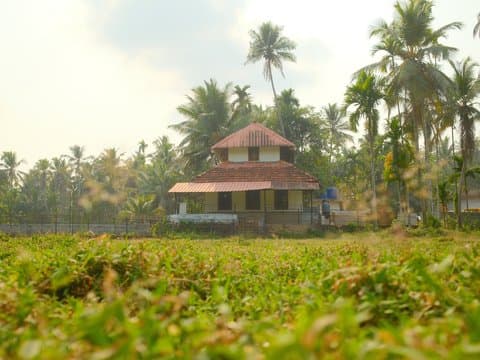 A traditional house surrounded by lush greenery and palm trees under a bright sky.