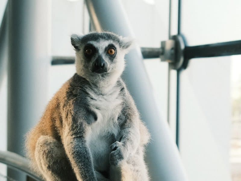 A close-up of a lemur sitting by a large window with a modern architectural backdrop.