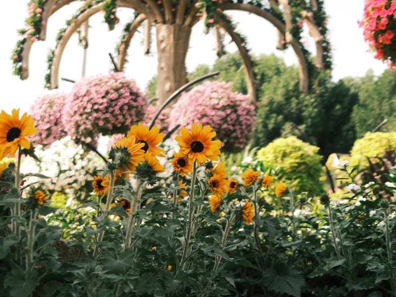 A vibrant garden filled with sunflowers and colorful flowers under bright sunlight.