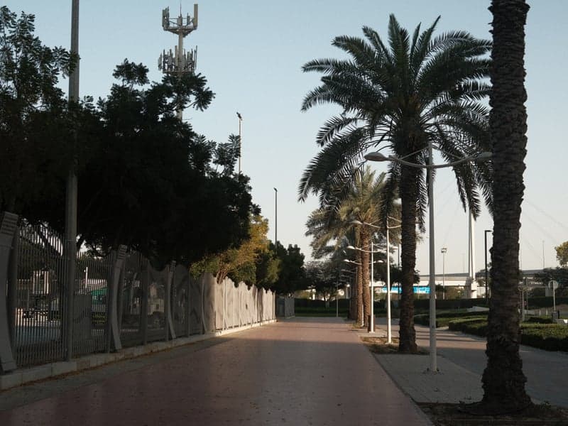 A palm tree-lined walkway in an urban setting with a clear sky and modern architecture in the background.