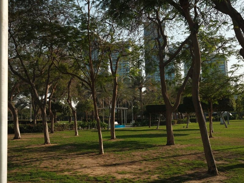 A park scene with trees and distant buildings, showcasing green grass and a clear sky.