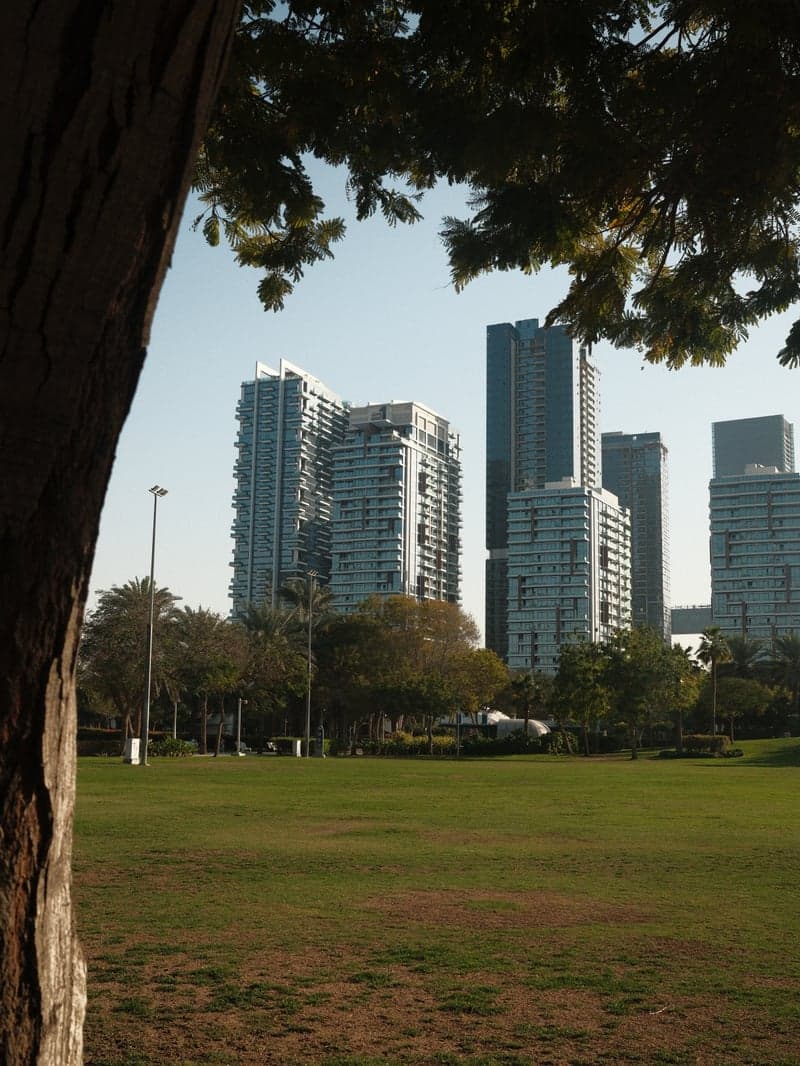 View of modern skyscrapers behind a tree in a park setting.