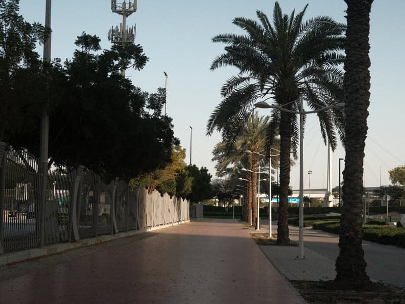 A palm tree-lined walkway in an urban setting during early evening light.