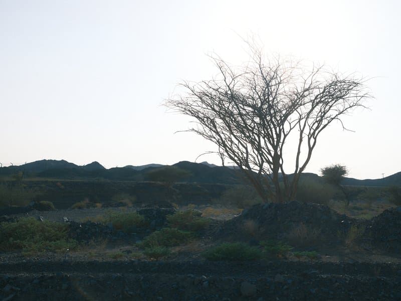 Silhouette of a bare tree against a bright sky, with rocky terrain in the background.