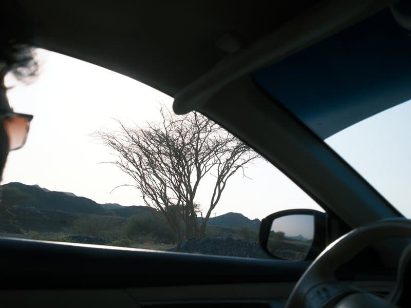 A silhouette of a leafless tree against a pale sky, viewed from inside a car.